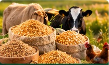 Animal Feed